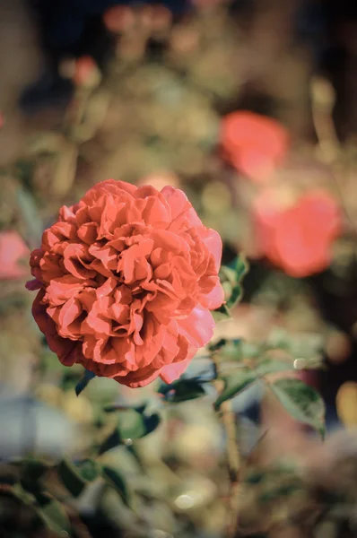 Gaya Vintage Rose Merah — Stok Foto