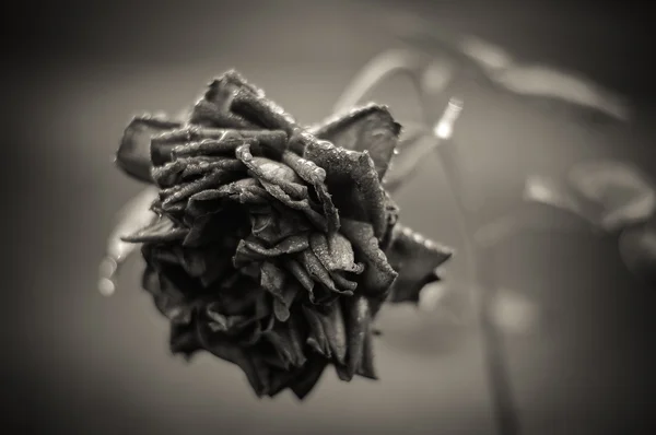 Lavendel Rose in zwart-wit — Stockfoto