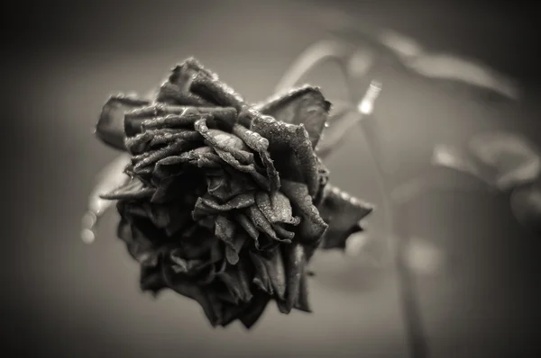 Rosa lavanda en blanco y negro — Foto de Stock