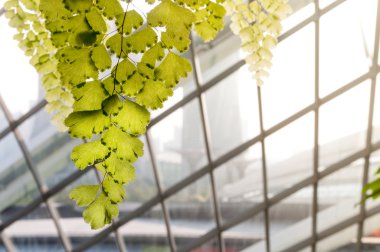 Güneş ışığı mimari cephe zemin üzerine kızlık saç