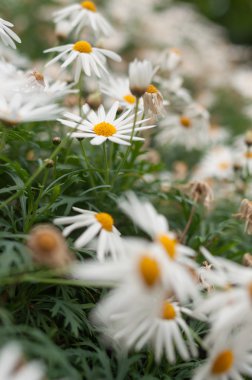 Çim beyaz Aster çiçeklerle