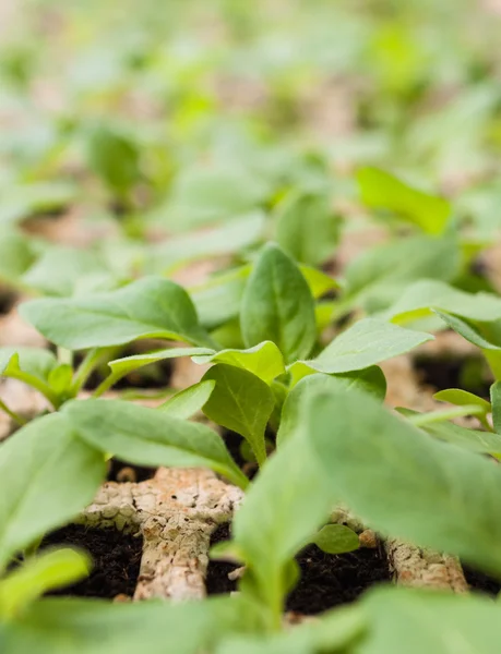 Taze bitki lahanası fide tepsisi üzerinde büyümek — Stok fotoğraf