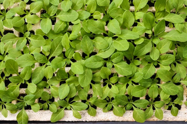 I giovani germogli delle piante crescono in vista dall'alto — Foto Stock