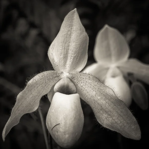 Pantoufle de dame Fleur noir et blanc — Photo