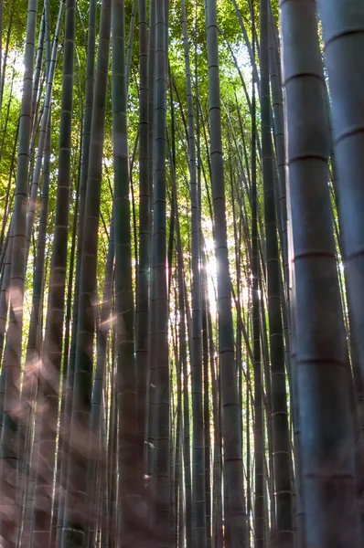 Bambu Grove adlı Arashiyama, kyoto, Japonya