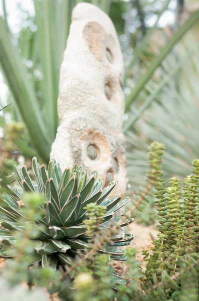 Compact Queen Victoria Agave et White Rock — Photo