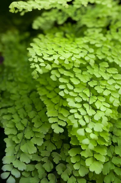 İlk saç eğreltiotu - Adiantum Sp