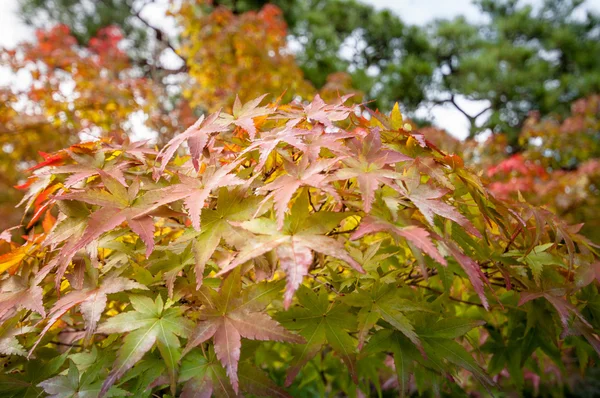 Maple leaves, Changing from green to red — Stock Photo, Image