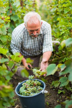 Bir üzüm şarap bir damla eşittir