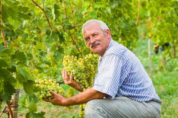 Happy agrarian på druva field — Stockfoto