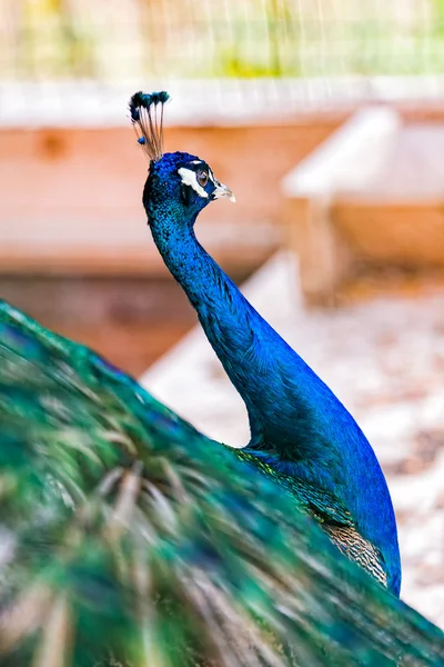 Sfondo maestoso uccello — Foto Stock