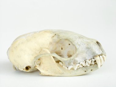 Kafatası beyaz zemin üzerine