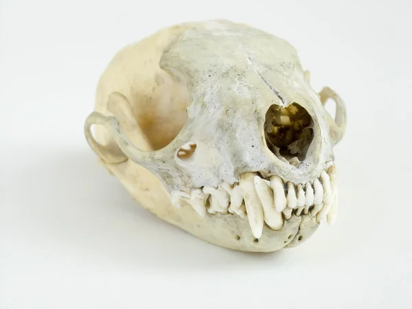 Crânio sobre fundo branco — Fotografia de Stock
