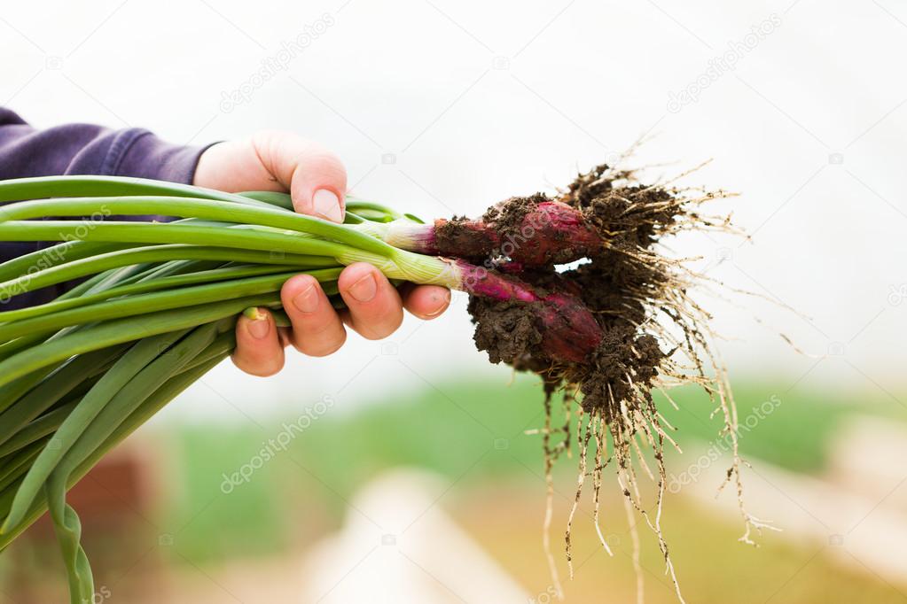 Bunch of fresh onions in hand