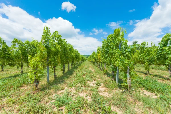 Growing grapes — Stock Photo, Image