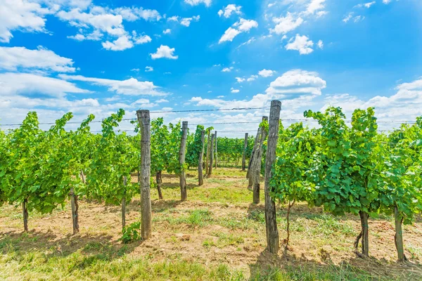 Growing grape — Stock Photo, Image