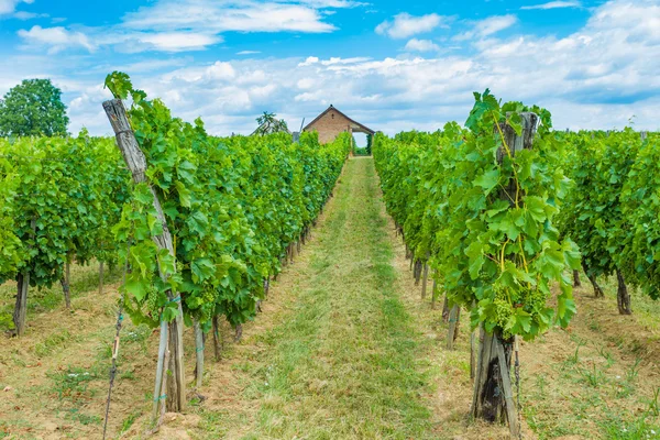 Campos de uvas e vinha — Fotografia de Stock