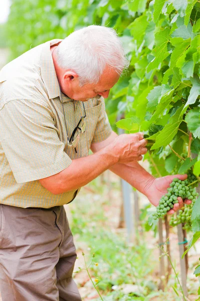 Let's check our grapevines — Stock Photo, Image