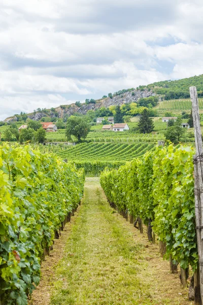 Industrial grape production — Stock Photo, Image