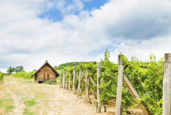 Zamračený den v vinařství — Stock fotografie