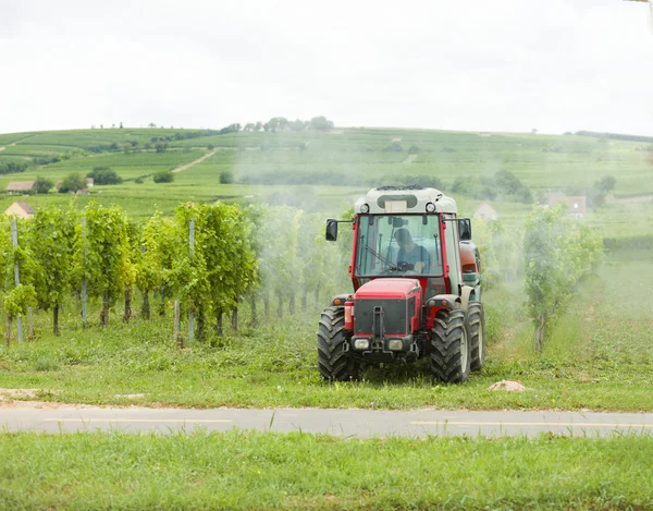 Pest control with spraying — Stock Photo, Image