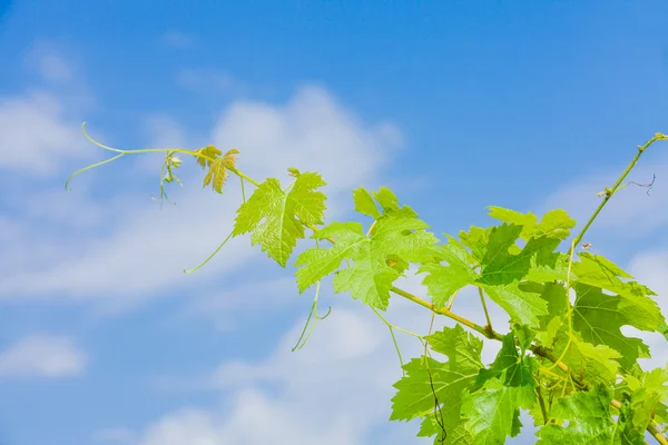 Zöld levelek, a szőlő — Stock Fotó