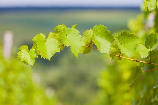 Summer grapevine — Stock Photo, Image