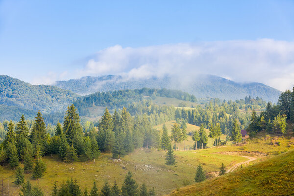 Carpathian mountains and a pine forest