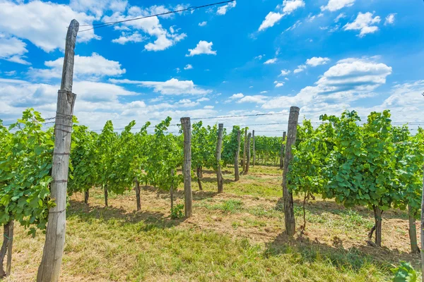 Freshly sprinkeled grape vines — Stock Photo, Image