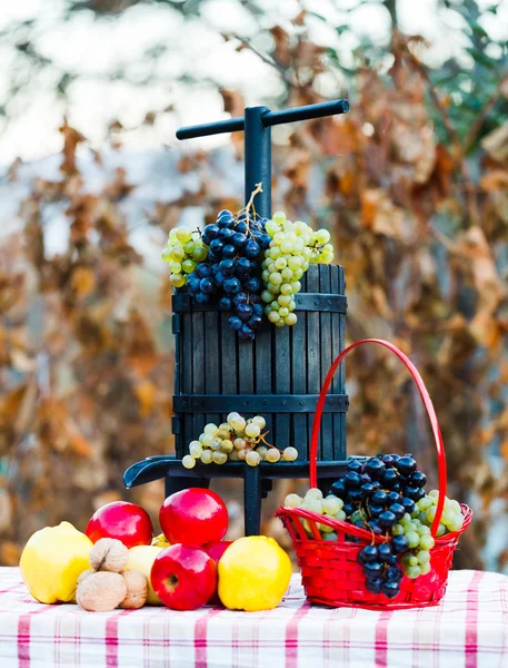 De vruchten van de herfst — Stockfoto