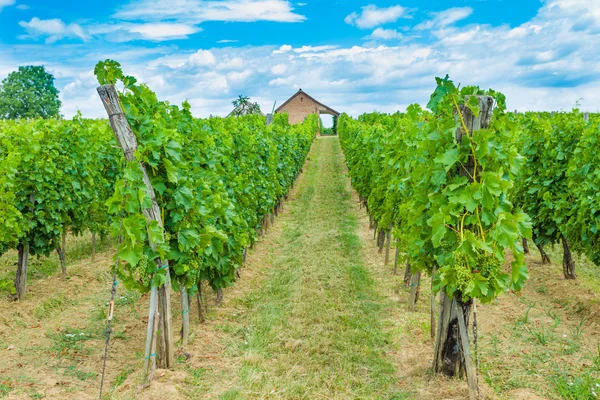 Ciel bleu et raisins pour le vin — Photo