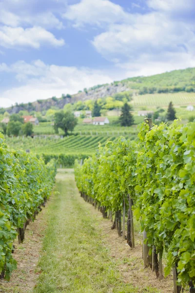 Campi d'uva in Ungheria — Foto Stock