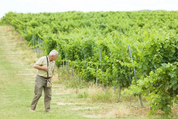 Attentive senior agrarian checking his grapevines — Stock Photo, Image