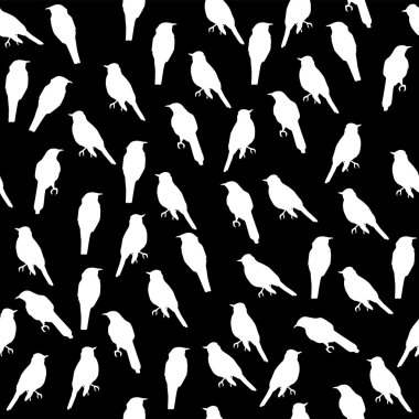 Komik kuşlar sorunsuz