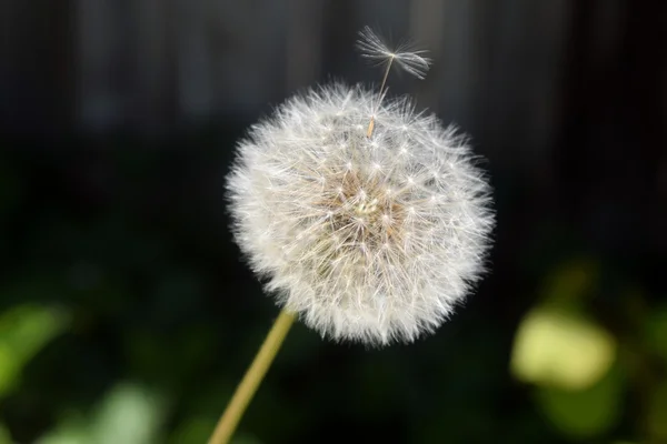 Gambar bunga dandelion — Stok Foto