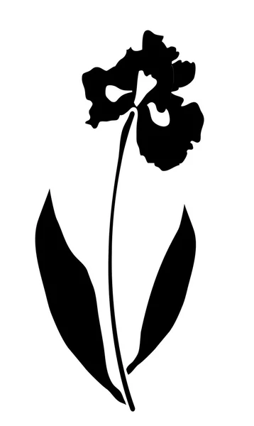 Iris bloem silhouet — Stockvector