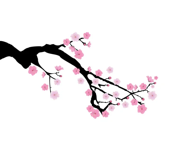 Cherry Blossom Branch — Stock Vector