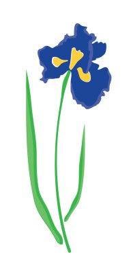 vektör iris çiçeği