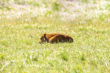 Nehirden su içen bir bizonun fotoğrafı..