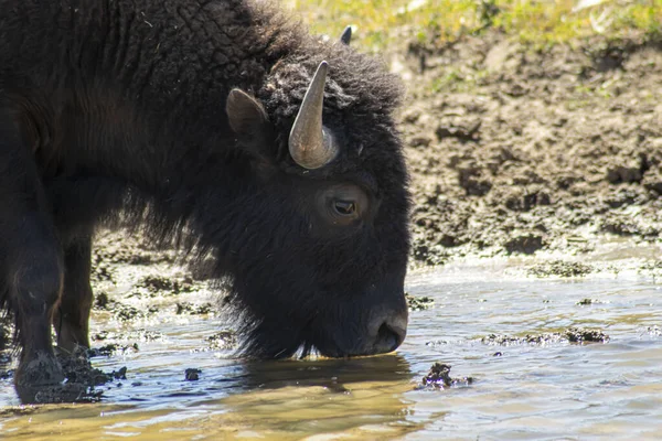 Bild Bisonoxe Som Dricker Floden — Stockfoto