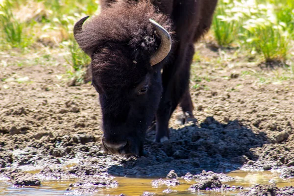 Foto Bisonte Bebiendo Del Río — Foto de Stock