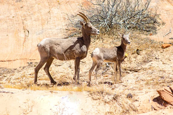 Foto Del Parque Nacional Zion Utah Estados Unidos Ovejas Bighorn — Foto de Stock