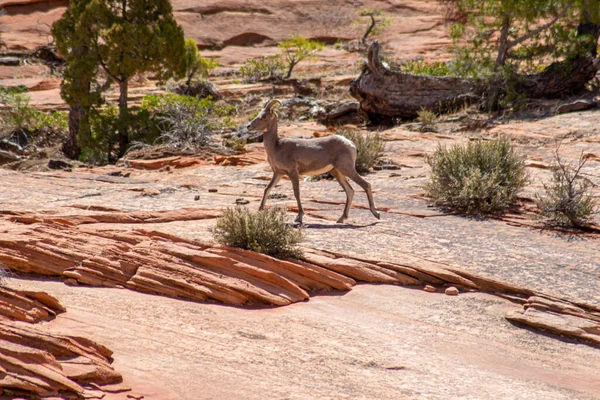 Foto Del Parque Nacional Zion Utah Estados Unidos Ovejas Bighorn — Foto de Stock