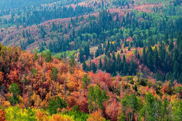 秋の写真秋の色 Alpine Loop風光明媚なドライブ アメリカ — ストック写真