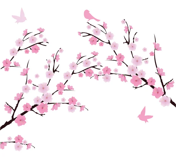 Cherry Blossom — Stock Vector