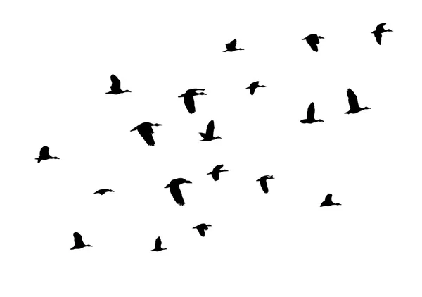 Πτηνά — Διανυσματικό Αρχείο