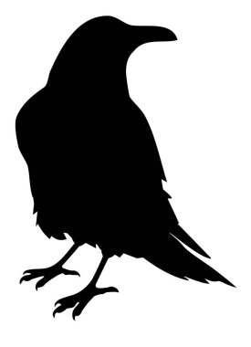 Kuzgun siluetinin vektör çizimi.