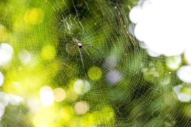 Nephila pilipes örümcek