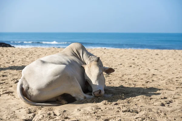 Vaca na praia — Fotografia de Stock