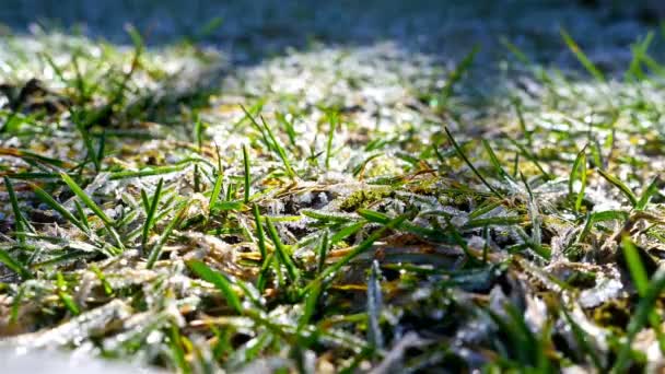 Laps de temps du soleil du matin fond une herbe gelée — Video